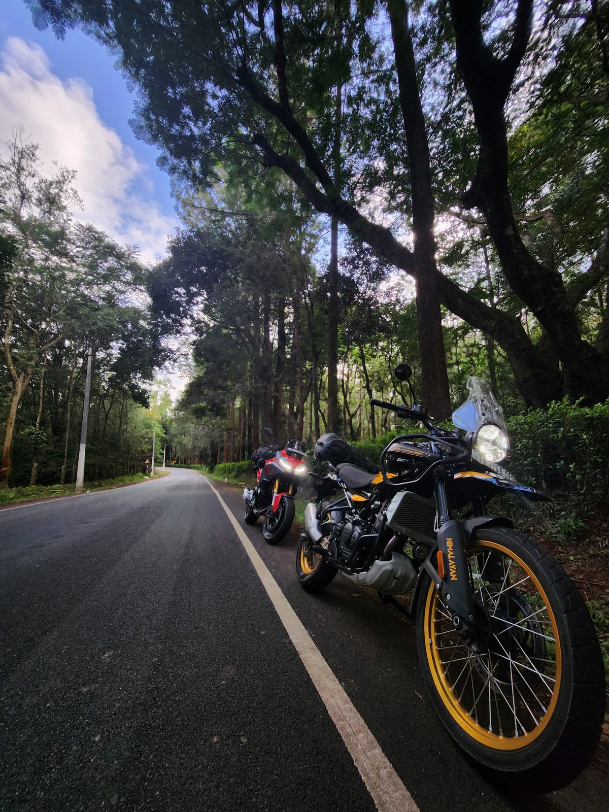 Two motorcycles parked on an empty forest road